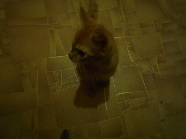 Анастасия Бойко, Россия, Донецк