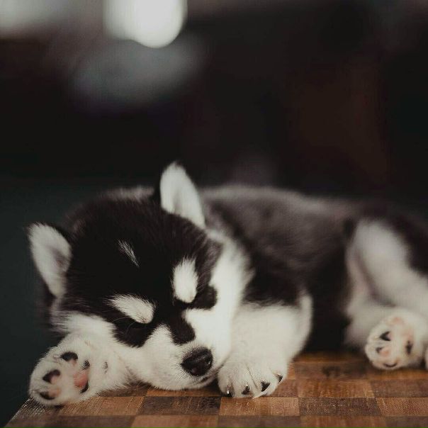 Кристина Любина, Россия, Красноярск