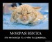 Олександр Міщенко фотография #40