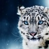 Аватар: Григорий Подьянов