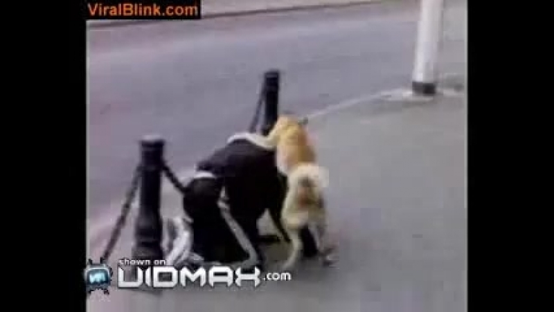 Собака пытается трахнуть пьяного