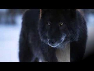 wolf dog black