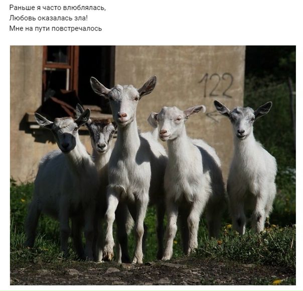 Много коз. Четверо козлят. Козленок. Собачья коза. Козья морда.