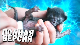 Спасение новорожденного котенка. Полная версия / SANI vlog