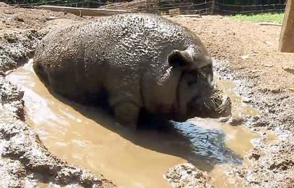 Свинья в грязи картинки Свинья в грязи картинки