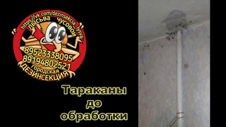 Дезинсекция Лысьва Чусовой Тараканы до и после обработки (Наши работы)