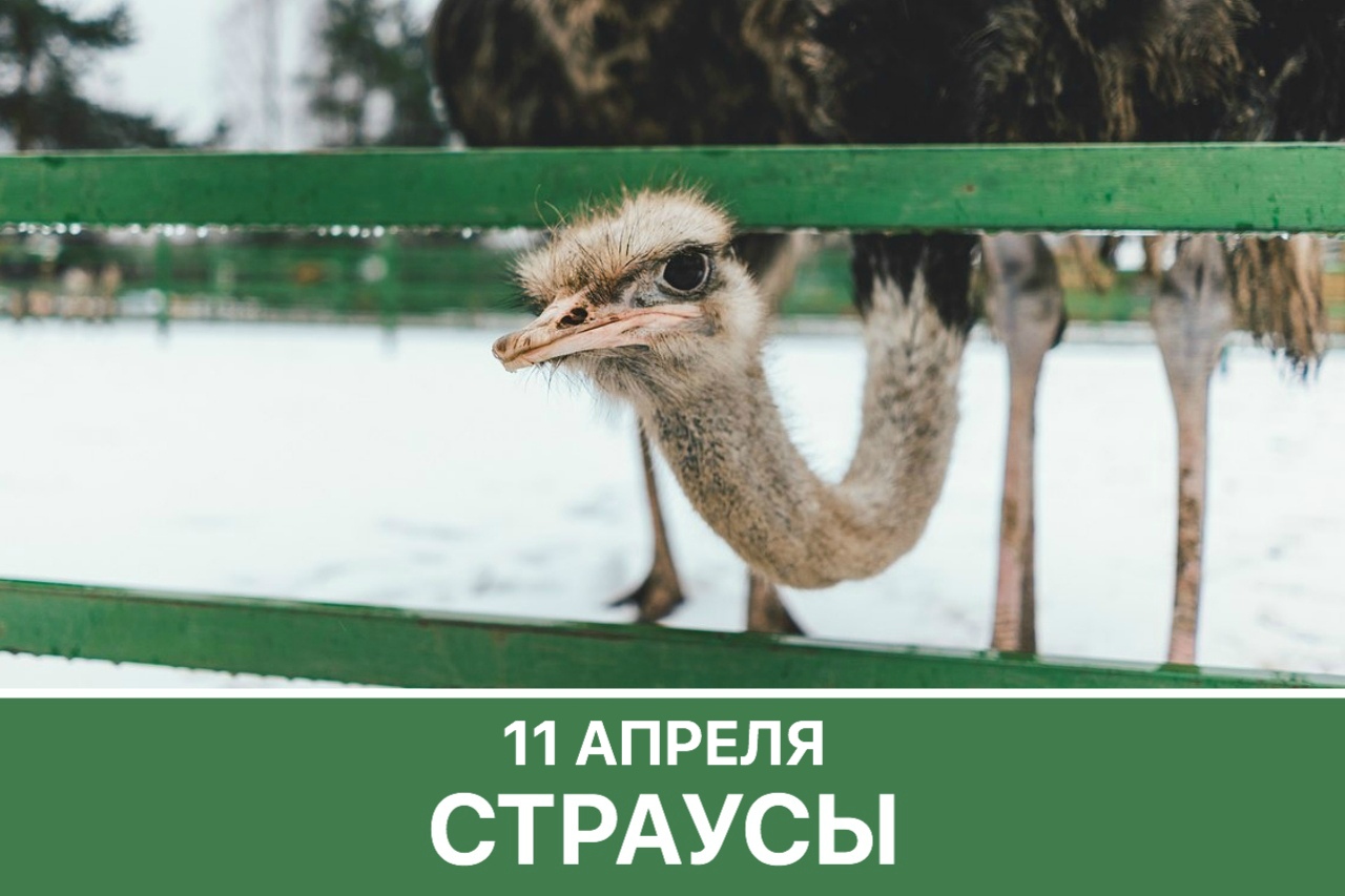 Афиша Тюмень Страусиная ферма / 11 апреля / Днёвка