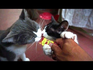Giving Me-O Salmon Flavor Wet Food For Our Cats