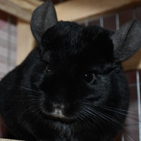 Яна Полонская | Ростов-на-Дону