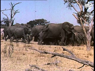 Rhodesia (1964)