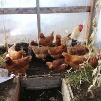Мария Бабикова | 
