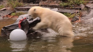 Eisbären Hertha und Tonja im Tierpark Berlin