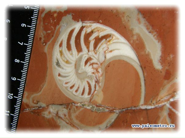 №142, Сергей Синельников, 75 лет, Санкт-Петербург №142, Сергей Синельников, 75 лет, Санкт-Петербург