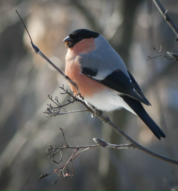 Роман Муращенко | Москва