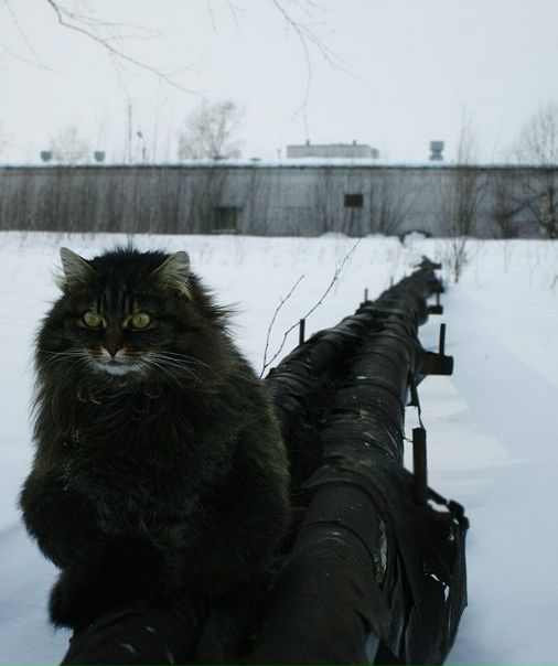 №7, Kasem Ibn-Siradj, 84 года, Bethlehem №7, Kasem Ibn-Siradj, 84 года, Bethlehem