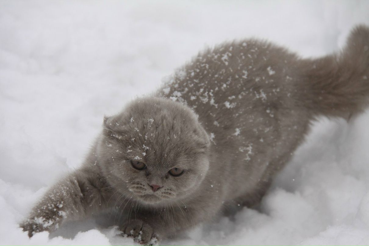 Алеся Долошицкая | Москва