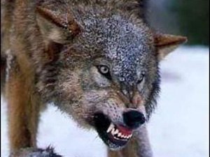 Тарас Шустов | Луганск