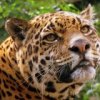 Аватар: Ангел Котусик
