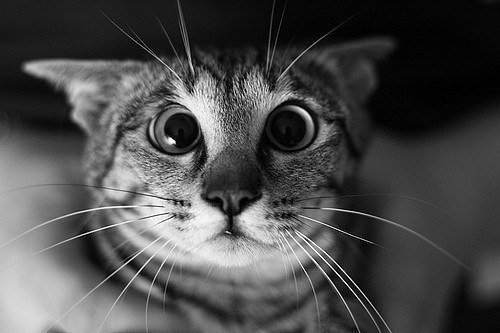 Наталия Петренко | Харьков