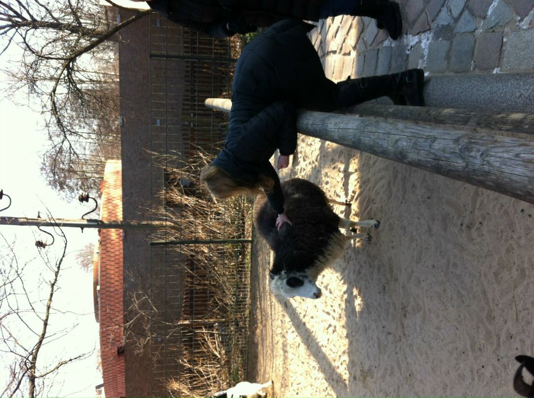 Дария Волынская | 