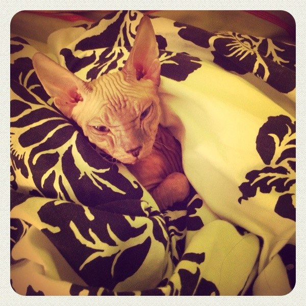 Ольга Черевко | Тель-Авив