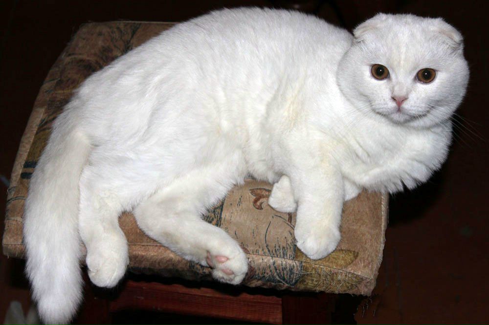 Andreas Andreas | Москва