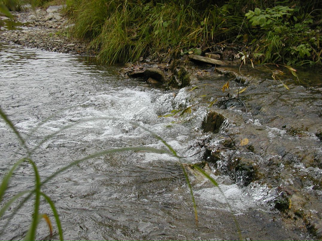 Ярослав Адамович | Новосибирск