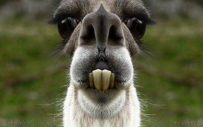 Карл Притыка | Мариуполь