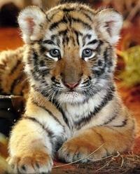 №31, Яна Выхристова, 36 лет, Бийск №31, Яна Выхристова, 36 лет, Бийск