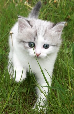 Михаил Петрович | Habana