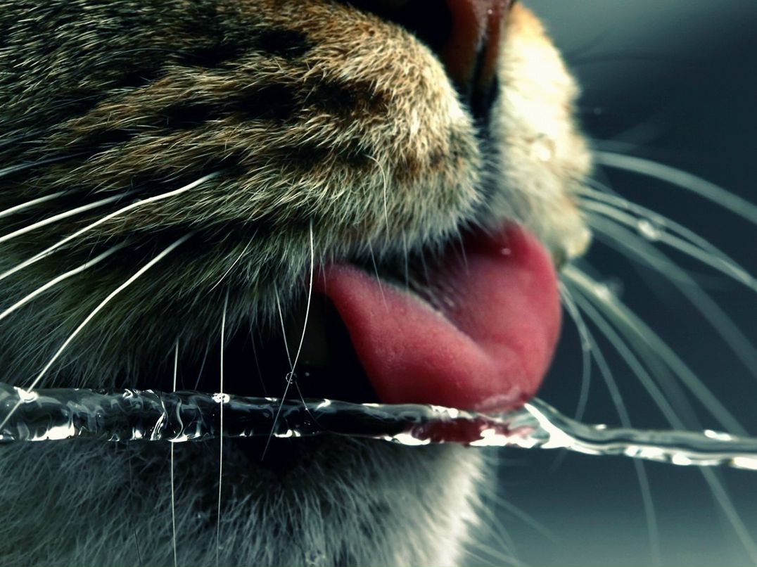 Елена Кожевникова Ju | Липецк