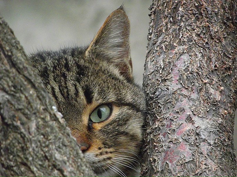 Гузель Казанцева | 