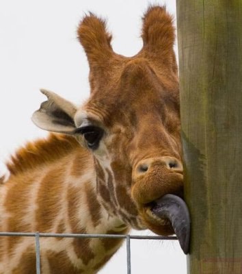 №112, Анютка Меньшенина, Казань №112, Анютка Меньшенина, Казань