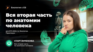 Старт интенсива | Вся вторая часть по анатомии человека для ЕГЭ 2024 по биологии. Практикум.