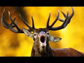 Red Deer. Roar. Fight. Благородный олень. Рёв. Драка.