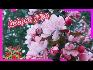 Доброе утро. Красивая  песня...