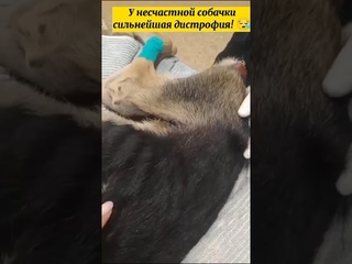 Погибала на трассе  помогите девочке