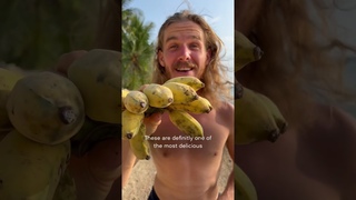Top 5 Most Exciting Bananas In The World