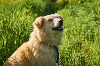 Болотная крыса чучундра. Прикольная белка. Чуча пес. Малый оленёк канчиль. Мадагаскарская руконожка.