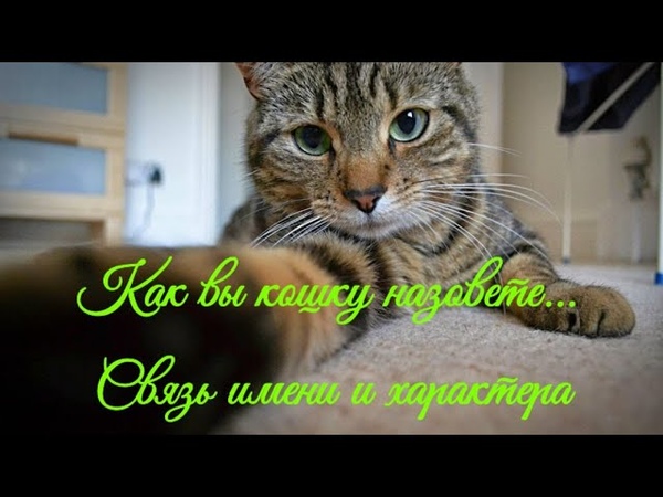 А у нее характер кошки. Темперамент кошек. Темперамент коты. Кошачья психология. А у нее характер кошки.