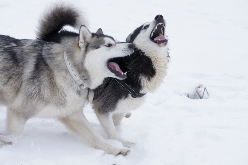 Виктория Коваленко | Кронштадт