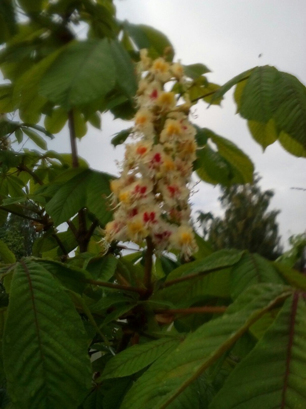 Екатерина Кабанова | Гатчина