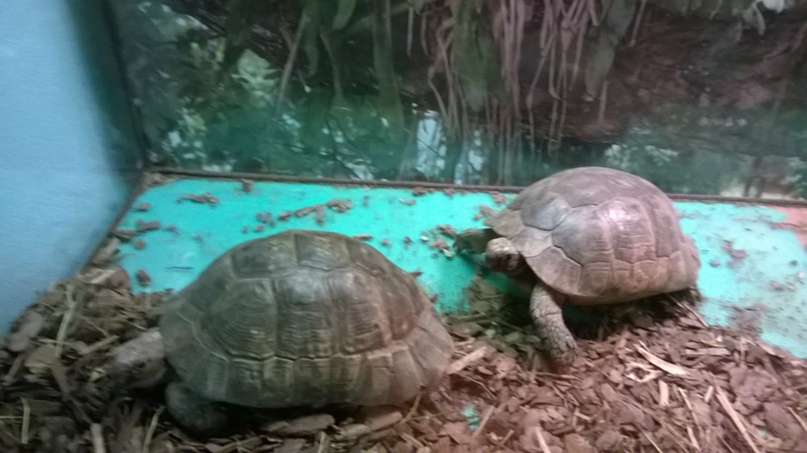 Юлия Мищенко | Санкт-Петербург