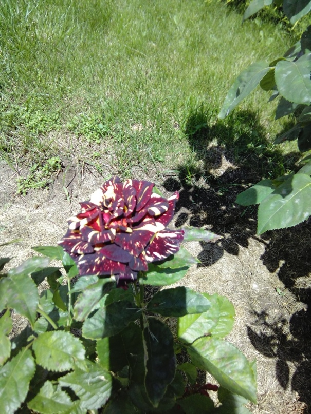 Мария Аникина V.Rednaya | Липецк