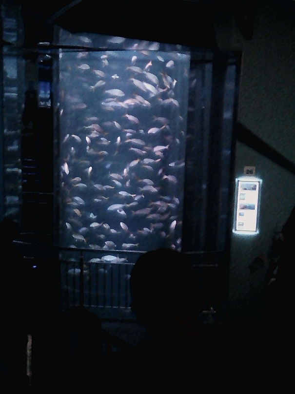 Надежда Малкова | Сокол