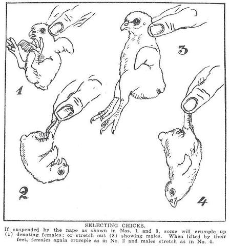 Как отличить петуха от курицы фото Как отличить петуха от курицы фото