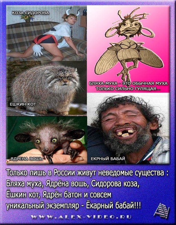 Как выглядит ядрена вошь Как выглядит ядрена вошь