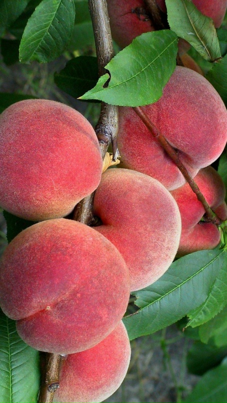Персик Семеренко саженцы купить в Москве по цене от 611 руб.