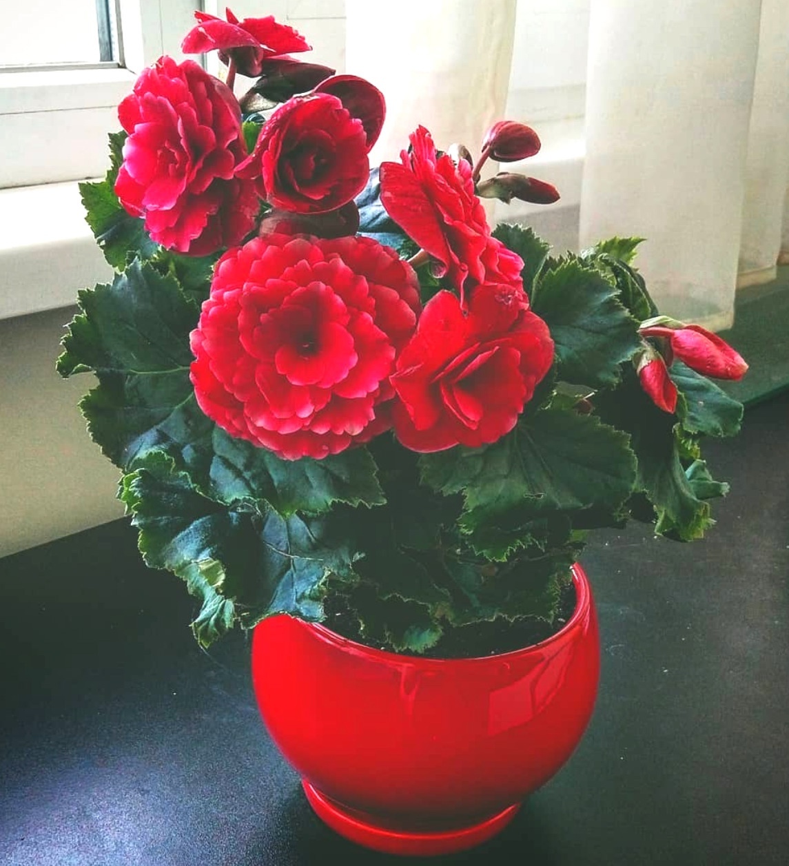 Бегония Venetian Red