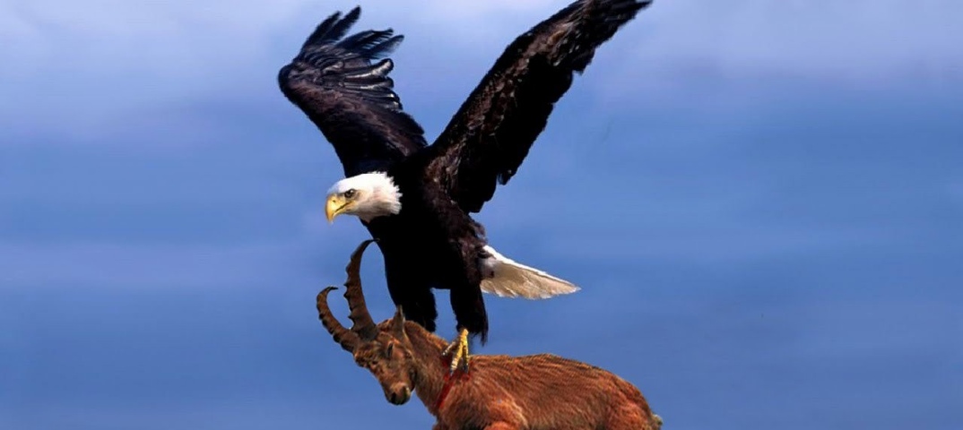 ОРЁЛ В ДЕЛЕ! 15 Жутких нападений орлов снятых на камеру - YouTube